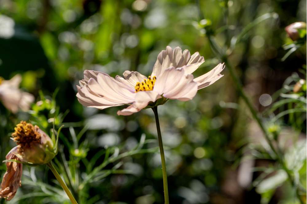 Cosmos 'Apricot Lemonade' (frø)